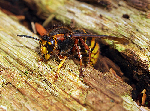 Wir klären, wo Hornissen bevorzugt leben und was diese interessanten, aber recht gefährlichen Insekten fressen. Wir klären, wo Hornissen bevorzugt leben und was diese interessanten, aber recht gefährlichen Insekten fressen.