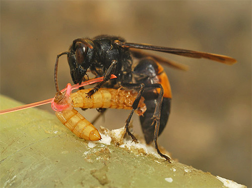 Die gefangenen Insekten verfüttern die Hornissen an ihre Larven Die gefangenen Insekten verfüttern die Hornissen an ihre Larven