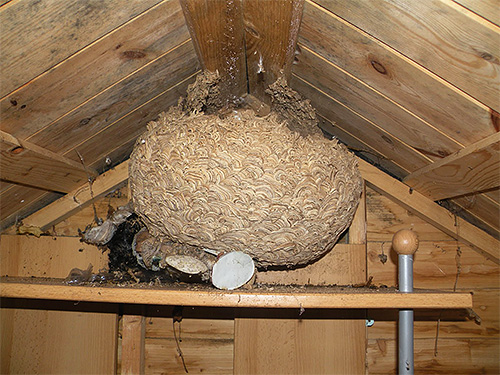 Im Frühherbst kann das Hornissennest bereits einen Durchmesser von 1 Meter erreichen. Im Frühherbst kann das Hornissennest bereits einen Durchmesser von 1 Meter erreichen.