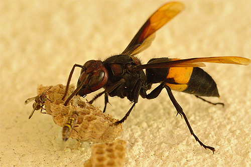 Für Imker ist die Nachbarschaft eines Hornissenvolkes gefährlich, weil diese Insekten gerne Bienen und deren Vorräte fressen. Für Imker ist die Nachbarschaft eines Hornissenvolkes gefährlich, weil diese Insekten gerne Bienen und deren Vorräte fressen.