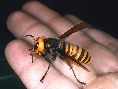 Die Wirkung des Giftes dieses Insekts kann zu einem sofortigen anaphylaktischen Schock führen. Die Wirkung des Giftes dieses Insekts kann zu einem sofortigen anaphylaktischen Schock führen.