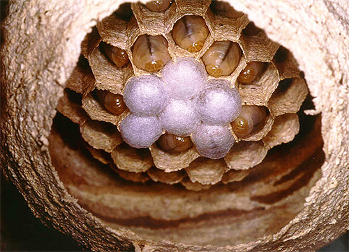 Hornissennest Hornissennest