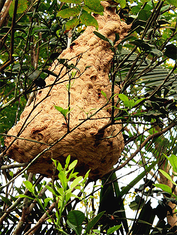 Die Nester der asiatischen Riesenhornisse können sich direkt auf einem Baum befinden Die Nester der asiatischen Riesenhornisse können sich direkt auf einem Baum befinden