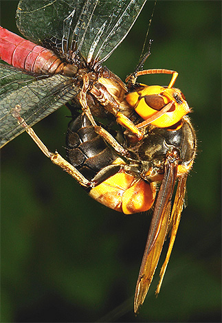 Asiatische Hornissen sind aktive Jäger Asiatische Hornissen sind aktive Jäger