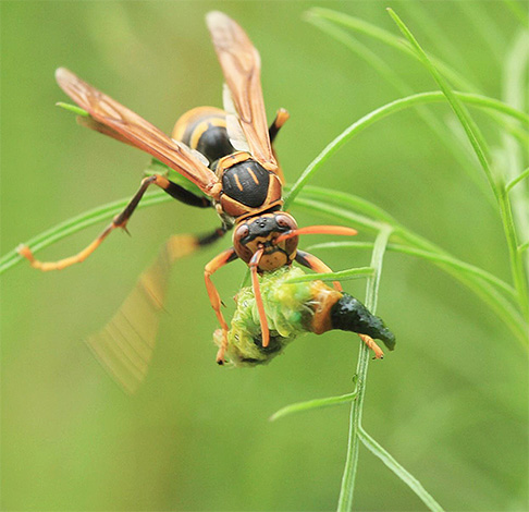 Im Flug kann die asiatische Riesenhornisse an einen kleinen Vogel erinnern. Im Flug kann die asiatische Riesenhornisse an einen kleinen Vogel erinnern.