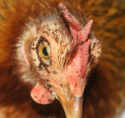 Hühnerflöhe, die Vögel beißen, können von manchen für Wanzen gehalten werden. Hühnerflöhe, die Vögel beißen, können von manchen für Wanzen gehalten werden.