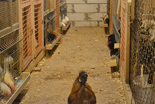 Um Bettwanzen loszuwerden, werden die Hühner aus dem Hühnerstall entfernt und der Raum mit Insektiziden behandelt. Um Bettwanzen loszuwerden, werden die Hühner aus dem Hühnerstall entfernt und der Raum mit Insektiziden behandelt.