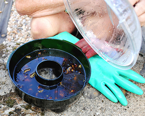 Am besten funktioniert die Falle, wenn es auf dem Grundstück relativ wenige Insekten gibt. Am besten funktioniert die Falle, wenn es auf dem Grundstück relativ wenige Insekten gibt.