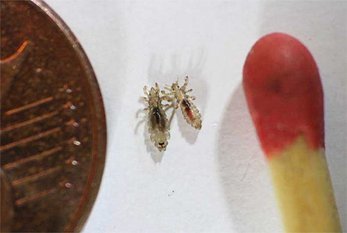 Orientieren Sie sich bei der Bekämpfung von Läusen in erster Linie an hochwertigen pedikuliziden Präparaten; das Teebaumöl ergänzt sie lediglich. Orientieren Sie sich bei der Bekämpfung von Läusen in erster Linie an hochwertigen pedikuliziden Präparaten; das Teebaumöl ergänzt sie lediglich.