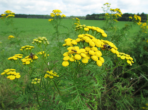 Rainfarn gilt als Heilpflanze, die wirksam bei der Bekämpfung von Insekten ist. Rainfarn gilt als Heilpflanze, die wirksam bei der Bekämpfung von Insekten ist.