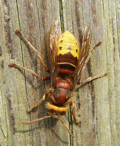 Lernen Sie die interessanten Besonderheiten des Lebens der Gemeinen Hornisse (Vespa crabro) kennen: Muss man dieses Insekt fürchten und bekämpfen?.. Lernen Sie die interessanten Besonderheiten des Lebens der Gemeinen Hornisse (Vespa crabro) kennen: Muss man dieses Insekt fürchten und bekämpfen?..
