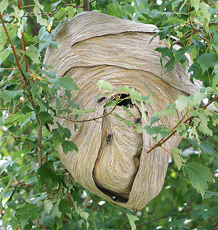 In der Natur befinden sich Hornissennester oft auf Bäumen In der Natur befinden sich Hornissennester oft auf Bäumen