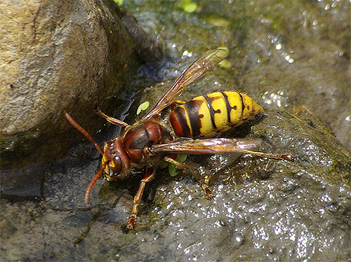 Die Hornisse trinkt Wasser Die Hornisse trinkt Wasser