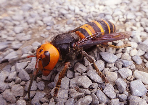 Das Foto zeigt die Riesenhornisse, einen wahren Bienenkiller. Das Foto zeigt die Riesenhornisse, einen wahren Bienenkiller.