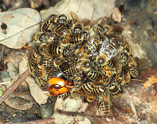 Asiatische Bienen vereinigen sich zu einem riesigen Ball, um eine in den Bienenstock eingedrungene Hornisse zu töten. Asiatische Bienen vereinigen sich zu einem riesigen Ball, um eine in den Bienenstock eingedrungene Hornisse zu töten.