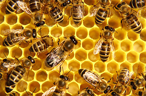 Europäische Bienen sammeln mehr Honig als asiatische. Europäische Bienen sammeln mehr Honig als asiatische.