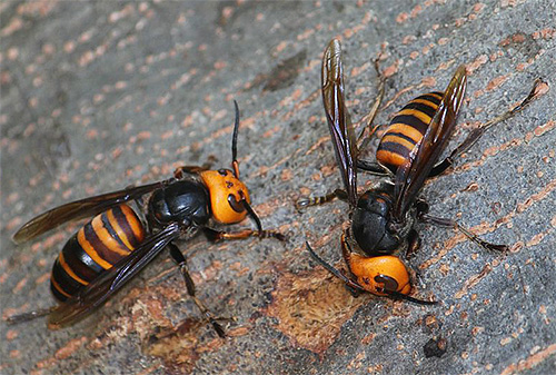 Die Hummel ist der asiatischen Riesenhornisse völlig hilflos ausgeliefert. Die Hummel ist der asiatischen Riesenhornisse völlig hilflos ausgeliefert.