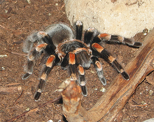 Die Vogelspinne kann neben dem Netz auch ihr starkes Gift einsetzen Die Vogelspinne kann neben dem Netz auch ihr starkes Gift einsetzen