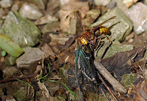 Auf dem Foto: Eine Hornisse schleppt ein getötetes Insekt zur Fütterung der Larven Auf dem Foto: Eine Hornisse schleppt ein getötetes Insekt zur Fütterung der Larven