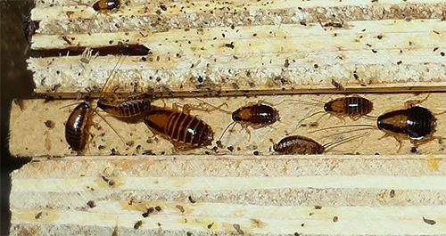 Kakerlaken in der Wohnung sind weniger widerstandsfähig gegen Temperaturschwankungen als Wanzen.