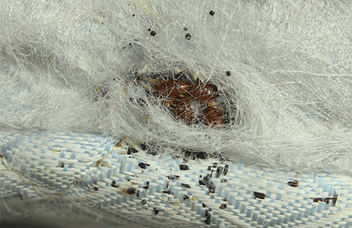 Das Foto zeigt ein Bettwanzen-Nest in einem Bett