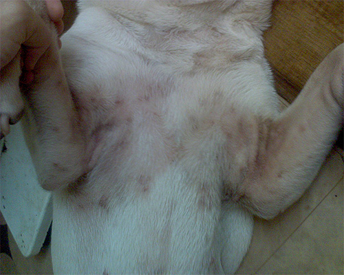 Eine Dermatitis bei einem Hund kann durch regelmäßige und massenhafte Läusebisse entstehen