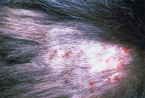 Typische Anzeichen einer Dermatitis beim Tier nach Läusebissen.