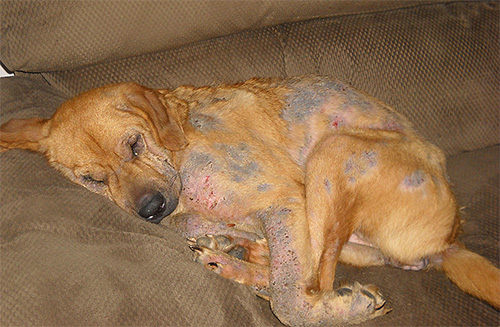 Anzeichen von Läusebefall bei Hunden können kahle Stellen und Wunden am Körper sein