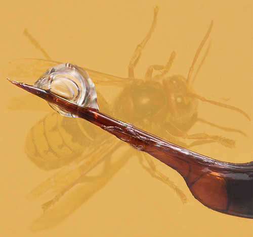 Jede Hornisse hat ihr eigenes, spezifisches Gift, das aus mehreren Neurotoxinen besteht. Daher sind ihre Stiche nicht nur schmerzhaft, sondern auch äußerst gefährlich. Jede Hornisse hat ihr eigenes, spezifisches Gift, das aus mehreren Neurotoxinen besteht. Daher sind ihre Stiche nicht nur schmerzhaft, sondern auch äußerst gefährlich.