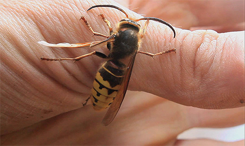 Obwohl die Hornisse nicht so viel Gift in die Wunde spritzt, sind ihre Stiche schmerzhafter und gefährlicher als die von Bienen. Obwohl die Hornisse nicht so viel Gift in die Wunde spritzt, sind ihre Stiche schmerzhafter und gefährlicher als die von Bienen.