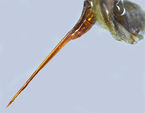 Am Ende des Bienenstachels sind kleine Widerhaken zu erkennen, aufgrund derer das Insekt ihn nicht aus der menschlichen Haut herausziehen kann. Am Ende des Bienenstachels sind kleine Widerhaken zu erkennen, aufgrund derer das Insekt ihn nicht aus der menschlichen Haut herausziehen kann.