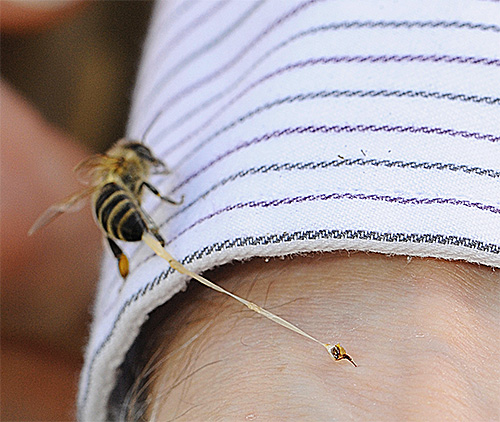 Im Gegensatz zur Hornisse reißt der Bienenstachel zusammen mit einem Teil ihrer inneren Organe ab. Im Gegensatz zur Hornisse reißt der Bienenstachel zusammen mit einem Teil ihrer inneren Organe ab.