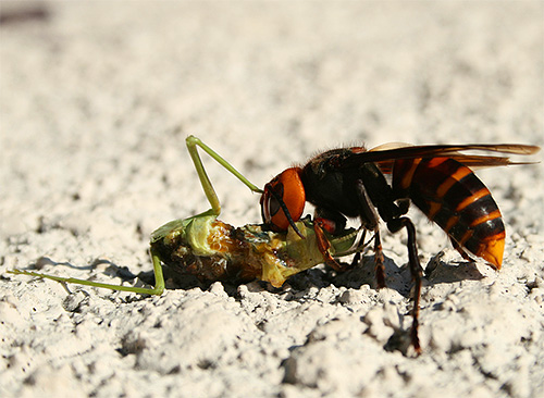 Mit ihren Kiefern können Hornissen andere Insekten töten, ohne dafür den Stachel zu verwenden. Mit ihren Kiefern können Hornissen andere Insekten töten, ohne dafür den Stachel zu verwenden.