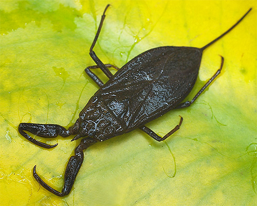 Eine Wanze aus der Familie der Wasserskorpione kann sehr schmerzhaft beißen. Eine Wanze aus der Familie der Wasserskorpione kann sehr schmerzhaft beißen.