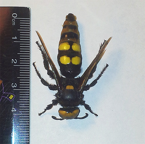 Scolien sind wahre Riesen unter den Insekten Scolien sind wahre Riesen unter den Insekten