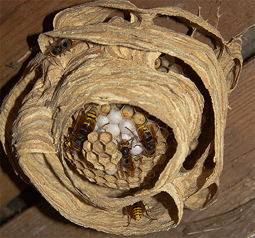 Wenn sich das Hornissennest unter der Decke befindet, können Sie die Insekten mit einem gewöhnlichen Wassereimer vernichten. Wenn sich das Hornissennest unter der Decke befindet, können Sie die Insekten mit einem gewöhnlichen Wassereimer vernichten.