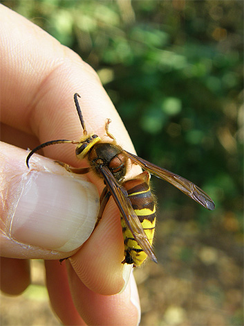 Wenn Sie gegen Hornissen vorgehen, denken Sie daran, dass wütende Insekten Sie ernsthaft stechen können. Wenn Sie gegen Hornissen vorgehen, denken Sie daran, dass wütende Insekten Sie ernsthaft stechen können.