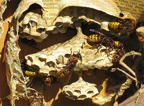 Wenn die erwachsenen Insekten gestorben sind, wird das Hornissennest einfach abgeschnitten und die Larven werden vernichtet. Wenn die erwachsenen Insekten gestorben sind, wird das Hornissennest einfach abgeschnitten und die Larven werden vernichtet.