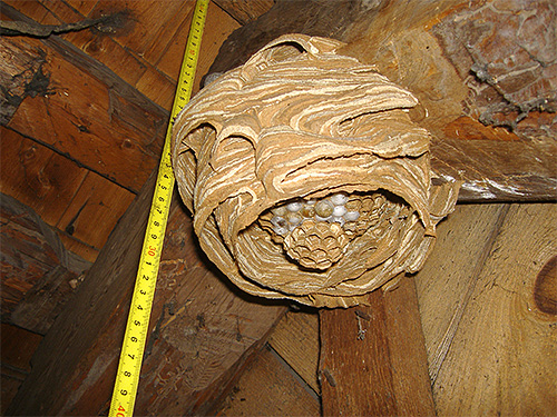 Wenn Hornissen ihr Nest in einem Wirtschaftsgebäude gebaut haben, sollten Sie sich ihm mit besonderer Vorsicht nähern. Wenn Hornissen ihr Nest in einem Wirtschaftsgebäude gebaut haben, sollten Sie sich ihm mit besonderer Vorsicht nähern.