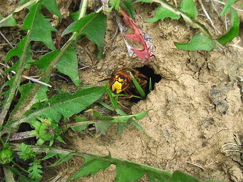 Hornissen können ihr Nest weit entfernt von der Imkerei anlegen und sie periodisch aufsuchen. Hornissen können ihr Nest weit entfernt von der Imkerei anlegen und sie periodisch aufsuchen.