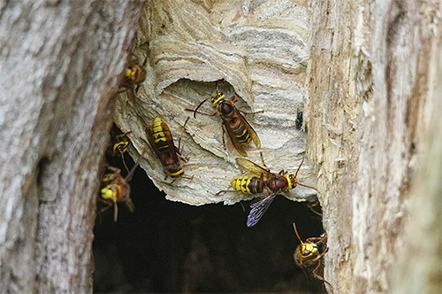 Wenn Hornissen ihr Nest in einem Baum gebaut haben, kann es manchmal ziemlich schwierig sein, sie loszuwerden. Wenn Hornissen ihr Nest in einem Baum gebaut haben, kann es manchmal ziemlich schwierig sein, sie loszuwerden.