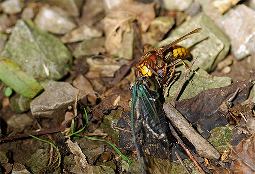 Hornissen ernähren sich, genau wie Wespen, von anderen Insekten und helfen dem Gärtner somit, verschiedene Gartenschädlinge loszuwerden. Hornissen ernähren sich, genau wie Wespen, von anderen Insekten und helfen dem Gärtner somit, verschiedene Gartenschädlinge loszuwerden.