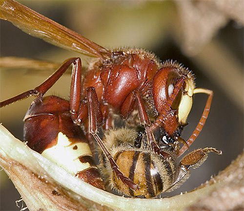 Hornissen stellen eine ernsthafte Bedrohung für Bienenstände dar. Eine wirklich ernsthafte Bedrohung stellen Hornissen für die Imkerei dar.