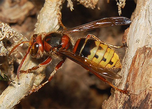 Hornissen sind größer als Wespen und unterscheiden sich durch ihre bräunliche Färbung Hornissen sind größer als Wespen und unterscheiden sich durch ihre bräunliche Färbung