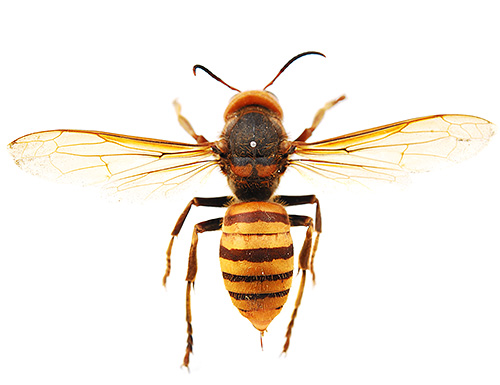 Die Stiche der Asiatischen Riesenhornisse (siehe Foto) sind sehr gefährlich und führen häufig zum Tod. Die Stiche der Asiatischen Riesenhornisse (siehe Foto) sind sehr gefährlich und führen häufig zum Tod.