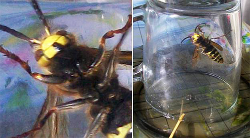 Ein in der Küche umherfliegendes Insekt kann man mit einem einfachen Einmachglas fangen. Ein in der Küche umherfliegendes Insekt kann man mit einem einfachen Einmachglas fangen.