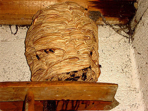Besonders schwerwiegend können die Folgen bei massiven Stichen von Bienen oder Hornissen sein, wenn man ihr Nest gestört hat.