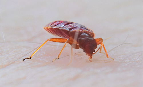 Auch Bisse blutsaugender Parasiten können schwerwiegende Folgen haben, besonders bei Allergikern.