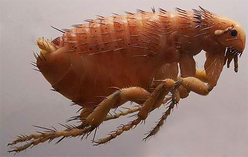 Wenn in der Wohnung kleine Insekten auftauchen, die springen können, bedeutet das, dass Sie diese blutsaugenden Parasiten unverzüglich bekämpfen müssen, worüber wir als Nächstes sprechen werden.