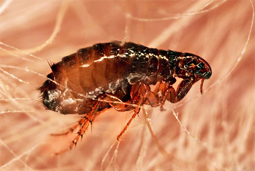 Präparate zur Flohbehandlung von Tieren enthalten Insektizide in deutlich geringerer Konzentration als Mittel zur Flohvernichtung in der Wohnung.